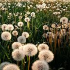 The New True Self Must Increase, the Outer Man Must Decrease