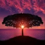 tree sunset