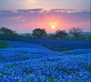 Bluebonnet-Field-in-Ellis-County-Texas