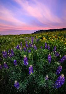 HL lupine sunset