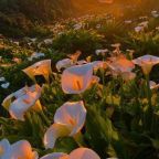 The Resurrection and the Life