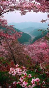 pink blossoms on mountain
